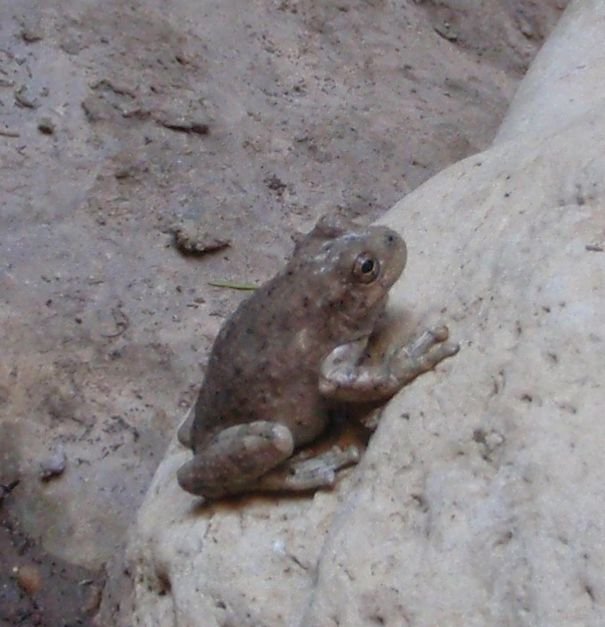 324 P8240264 CanyonTreeFrog