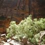 105a Zion Birthday Canyoneering trip 084