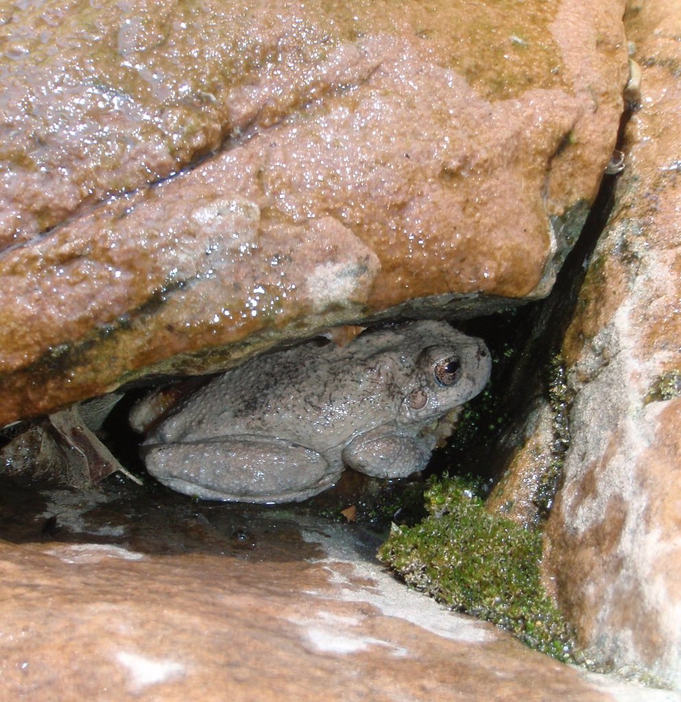 199 P5170206 CanyonTreeFrog