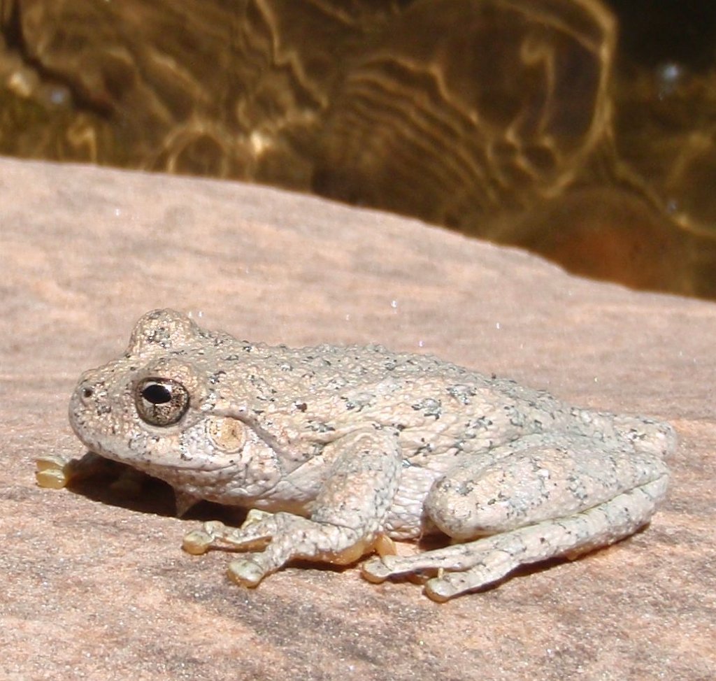 203 P5170210 CanyonTreeFrog