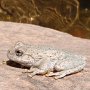 203 P5170210 CanyonTreeFrog