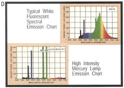 Typical spectrum of a fluorescent bulb